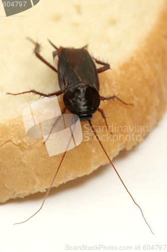 Image of Close up of cockroach on a slice of bread