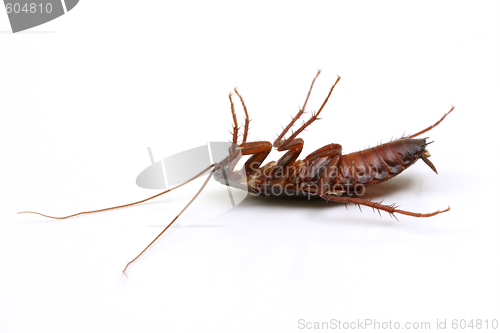 Image of Dead cockroach on white background