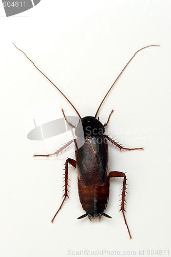 Image of Cockroach on white background