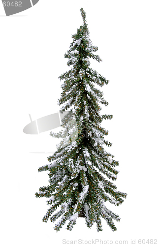 Image of Isolated Evergreen Tree