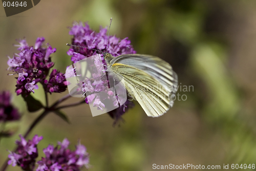 Image of butterfly on purple flower
