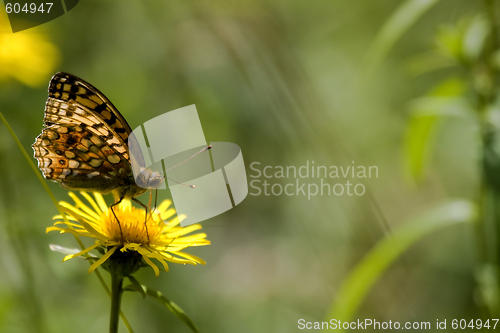 Image of butterfly on yellow flower