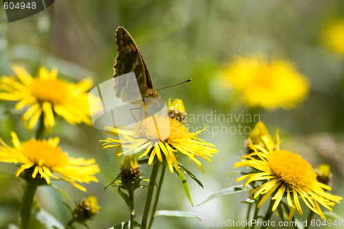 Image of butterfly on yellow flowers