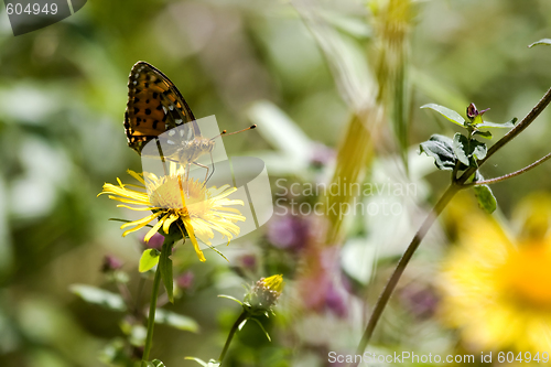 Image of butterfly on yellow flowers