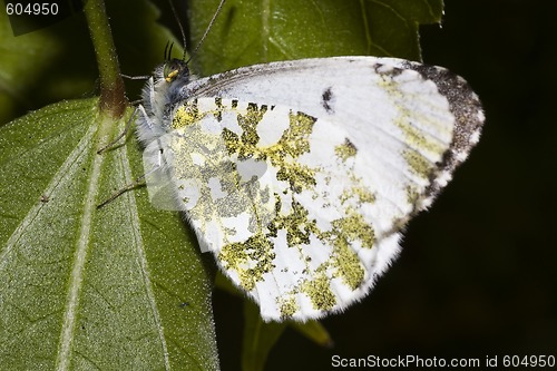 Image of Aurora butterfly