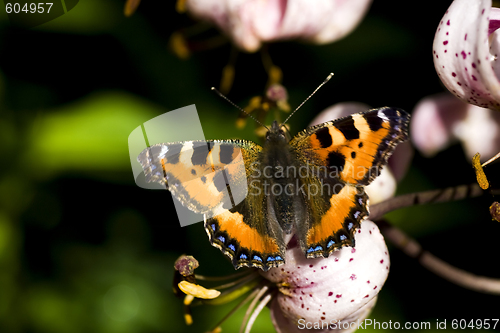 Image of butterfly