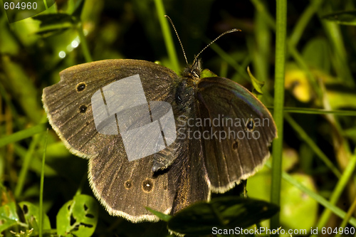 Image of brown butterfly in grass