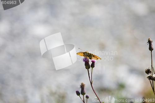 Image of butterfly on purple flower