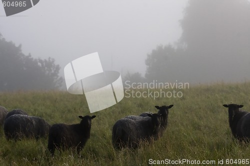 Image of sheep in fog