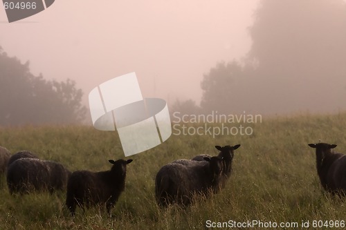 Image of sheep in fog