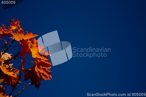 Image of Maple leaves
