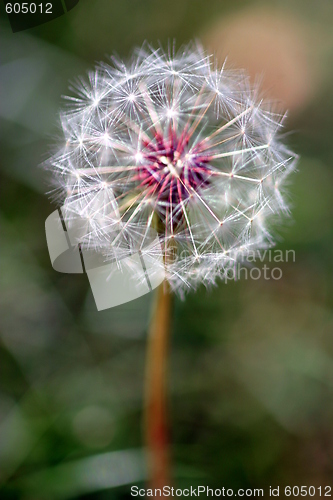 Image of Dandelion Seed Head