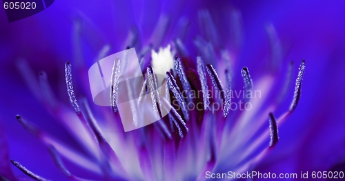 Image of Inside A Flower