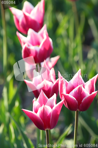 Image of Tulips