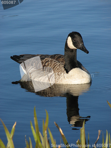 Image of canada goose