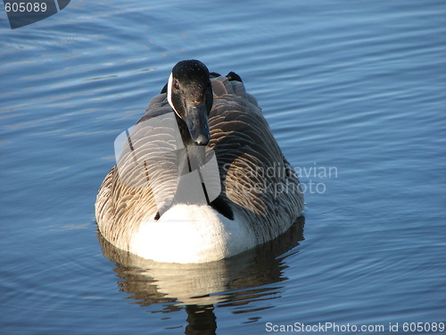 Image of canada goose