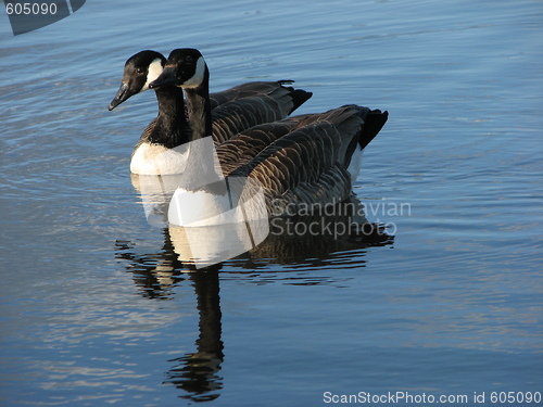 Image of canada goose