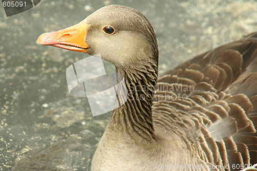 Image of goose