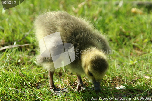 Image of Canada goose baby