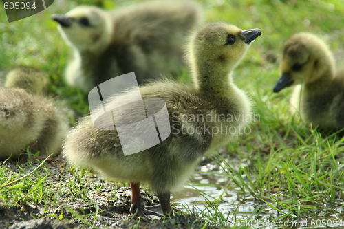 Image of Canada goose baby