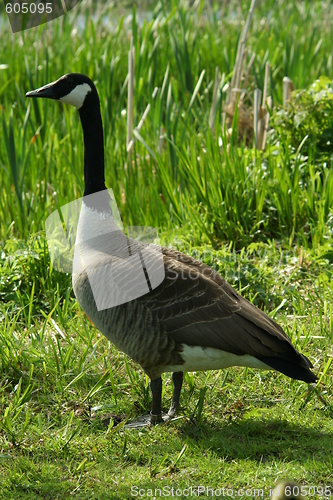 Image of Canada goose