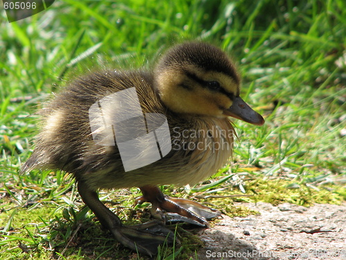 Image of Baby duck