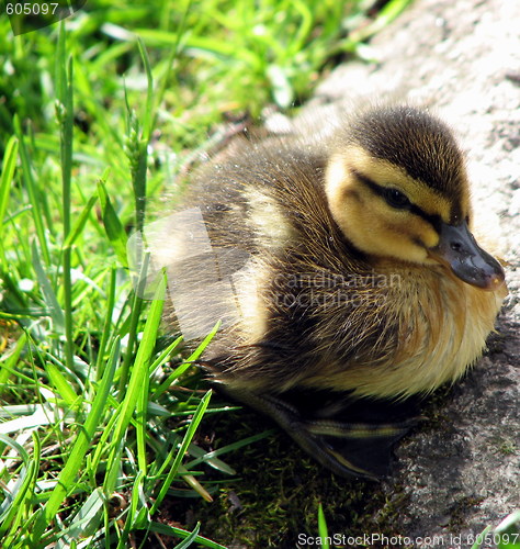 Image of Baby duck