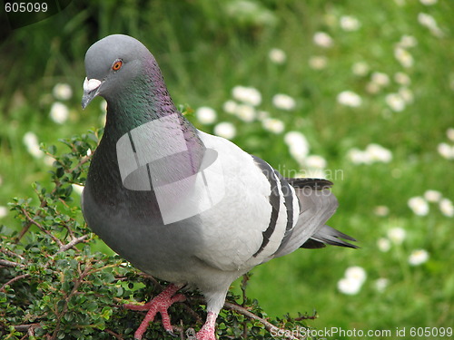 Image of Pigeon