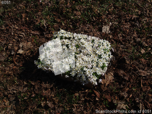 Image of Wood anemone