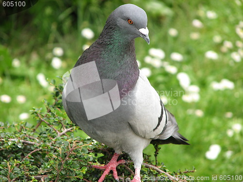 Image of Pigeon