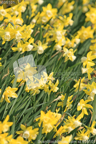 Image of Daffodils