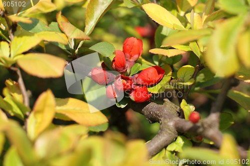 Image of Quince buds