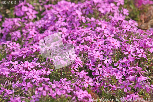 Image of Little pinks