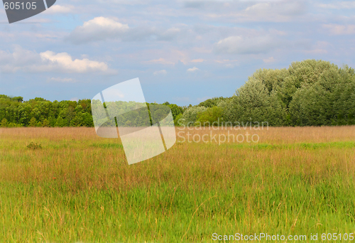 Image of Meadow