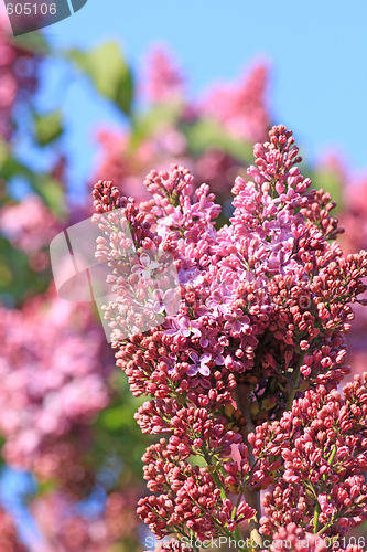 Image of Lilac