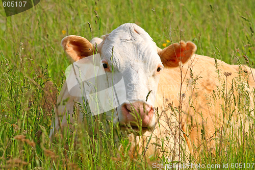 Image of Cow