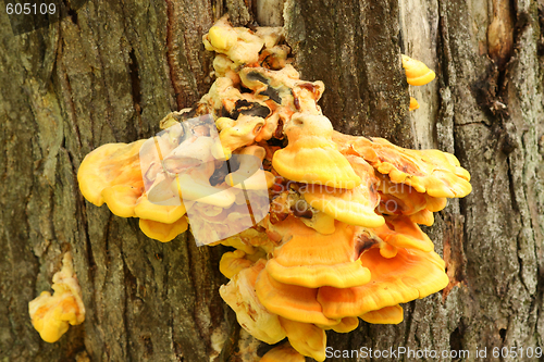 Image of Fungus