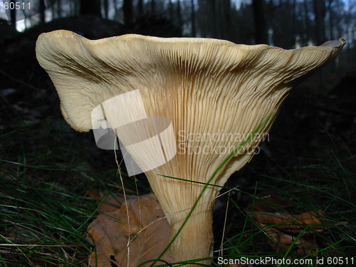Image of big mushroom