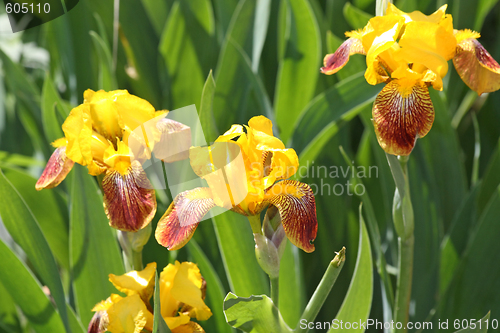 Image of Yellow irises