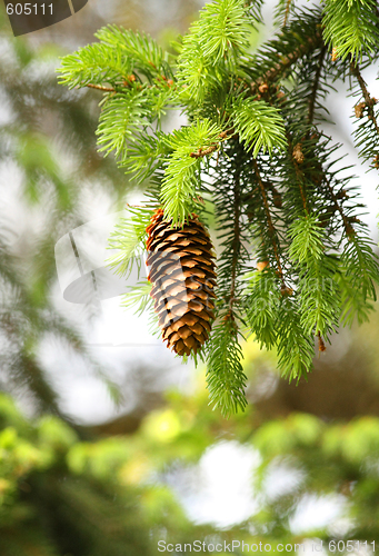 Image of Cone
