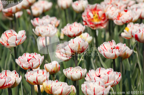Image of Striped tulips