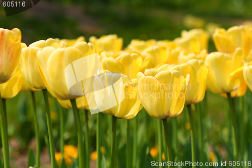 Image of Yellow tuips