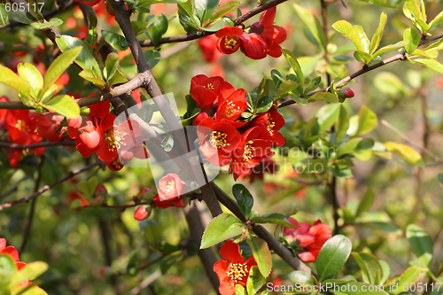 Image of Quince branch