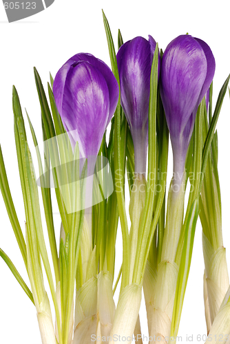 Image of Crocuses