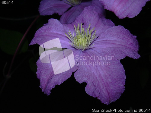 Image of clematis