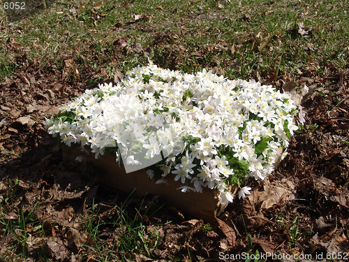 Image of Wood anemone