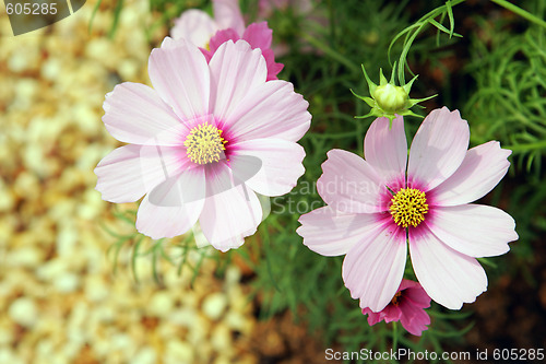 Image of Flowers 