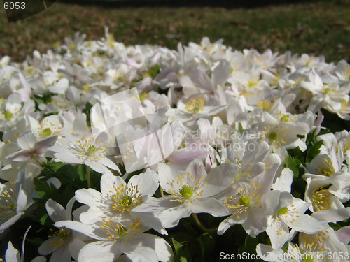 Image of Wood anemone