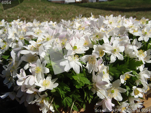 Image of Wood anemone