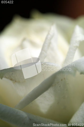 Image of White rose